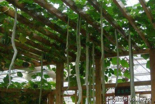 吃蛇瓜减肥吗,揭秘神奇瓜果的瘦身奥秘