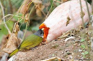 小鸟儿吃瓜,小鸟儿欢乐吃瓜记