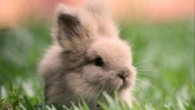 吃瓜的兔子珍珠,揭秘网红美食背后的故事