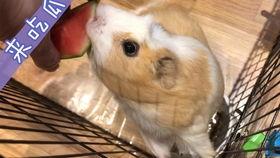 吃瓜巨宠全文,甜蜜复仇与爱情逆袭