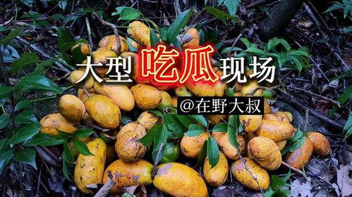 大山吃瓜,揭秘农村生活的甜蜜滋味