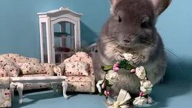 宠物吃瓜君,揭秘宠物界的趣味生活