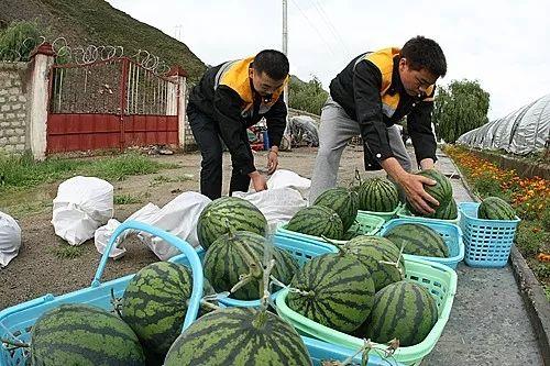 拉萨最新吃瓜事件,揭秘背后真相与网络热议