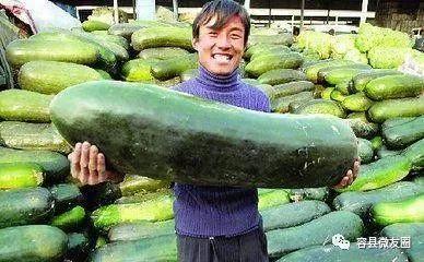 群众吃的什么瓜,探寻群众餐桌上的甜蜜时光