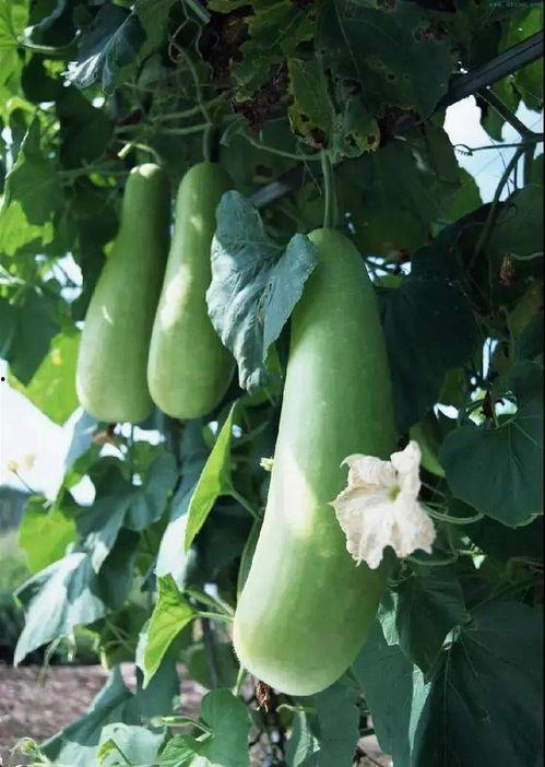 吃蒲瓜头晕,探寻健康饮食的平衡之道