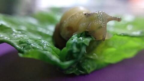 骑着蜗牛吃瓜,一场悠闲的味蕾之旅