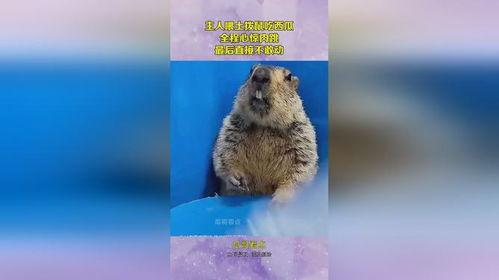 土拨鼠吃瓜配音,笑料横生，带你领略田园风光