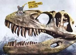 灰鲸鲸吃瓜,灰鲸鲸的奇妙瓜果之旅