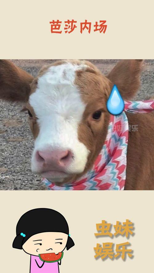 抖音吃瓜郑州,揭秘城市生活百态