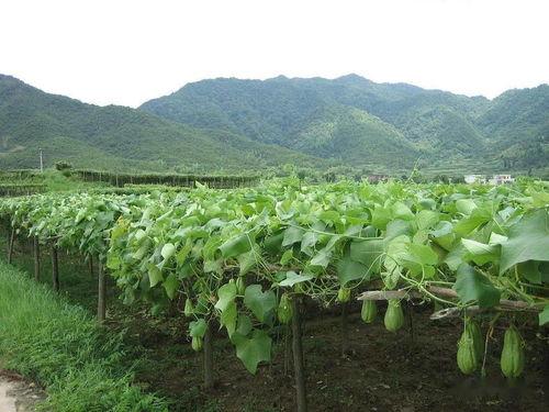 佛职吃瓜,揭秘那些“吃瓜”背后的故事