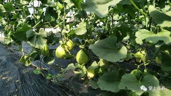 微公益吃瓜,揭秘公益背后的甜蜜与苦涩