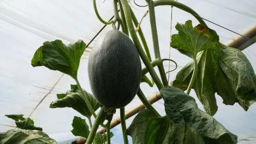 喊朋友吃瓜,与好友共享美食时光