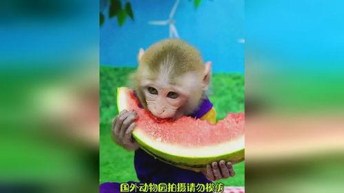 女人和猴子吃瓜,女人与猴子的悠闲食趣