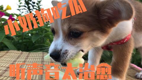 狗吃瓜发呆,揭秘宠物生活中的趣味瞬间