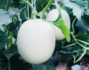 空调房里吃瓜文案,瓜果飘香时光