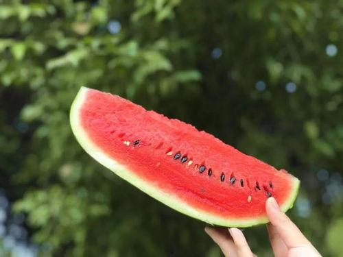 这个瓜我可以吃一年的